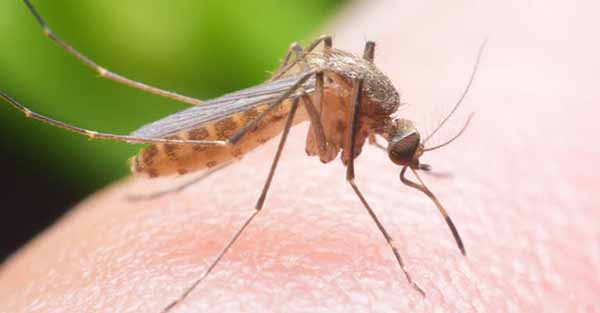   Những mẹo tránh muỗi đốt đơn giản và hiệu quả trong mùa hè  