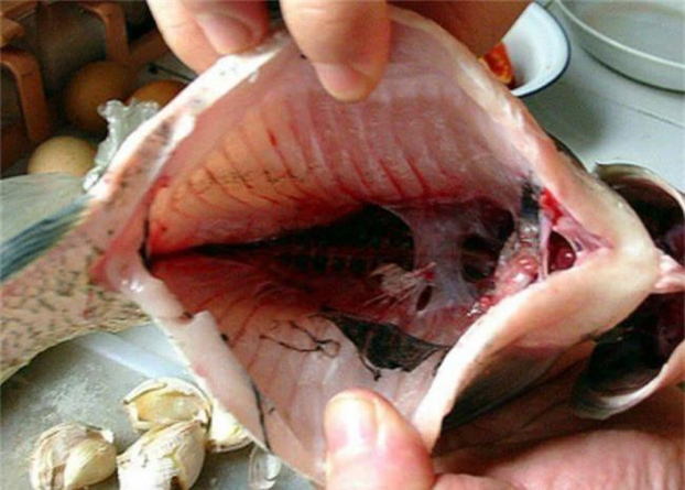 4 bộ phận của cá nhiều người tranh ăn nhưng cực độc, chớ dại dây vào 3
