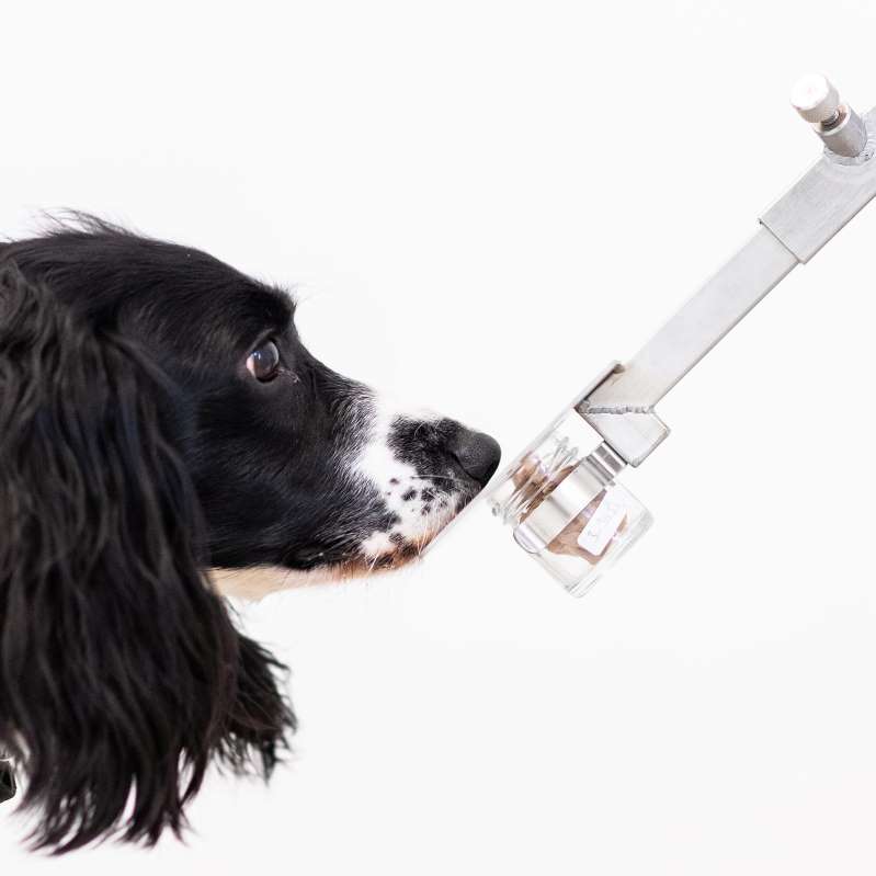   Các nhà khoa học Đức huấn luyện thành công những chú chó có thể phát hiện COVID-19  