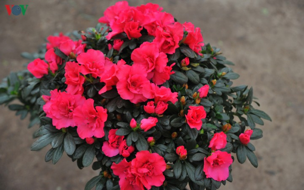 5 loại cây có hoa đẹp nhưng lại chứa đầy độc tố, đừng dại mang về trồng quanh nhà 4