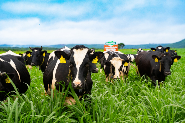Trang trại bò sữa NutiMilk công bố thành quả sữa tươi chất lượng cao 3.5 đạm và 4.0G béo 4