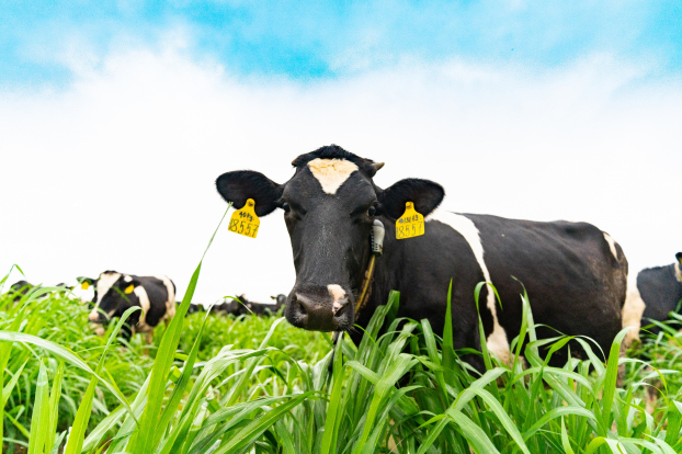 Trang trại bò sữa NutiMilk công bố thành quả sữa tươi chất lượng cao 3.5 đạm và 4.0G béo 5