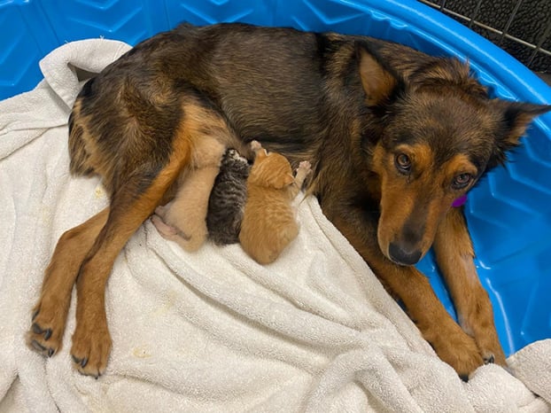 Chó mẹ mất con nhận nuôi 3 chú mèo mồ côi 1