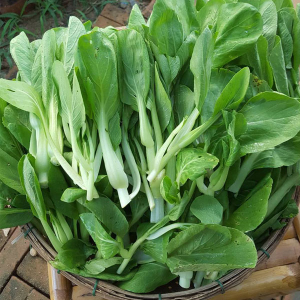 Rau cải