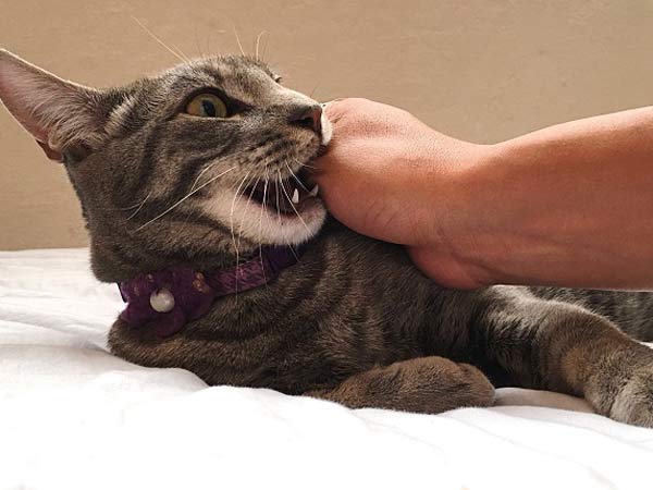   Khi bị mèo cắn rất có khả năng bị lây bệnh dại nếu không xử lý kịp thời  