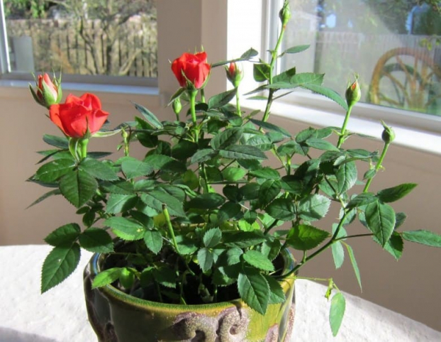 Mách bạn cách trồng hoa hồng đơn giản tại nhà, không tốn kém, ra nhiều hoa sau 1 tháng 7