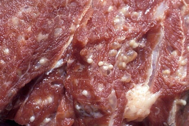4 loại thịt lợn dù rẻ đến mức nào cũng không nên mua kẻo ăn vào ngộ độc 2