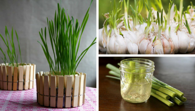 Cách trồng 5 loại cây gia vị hay dùng mà chẳng cần hạt giống, vừa tiết kiệm lại an toàn 0