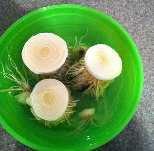 Cách trồng 5 loại cây gia vị hay dùng mà chẳng cần hạt giống, vừa tiết kiệm lại an toàn 9