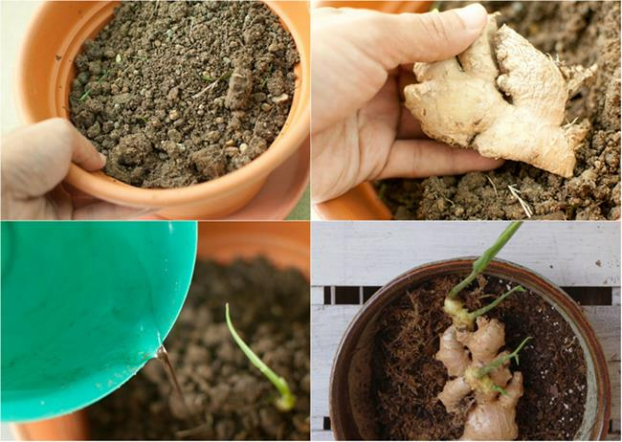 Cách trồng 5 loại cây gia vị hay dùng mà chẳng cần hạt giống, vừa tiết kiệm lại an toàn 15