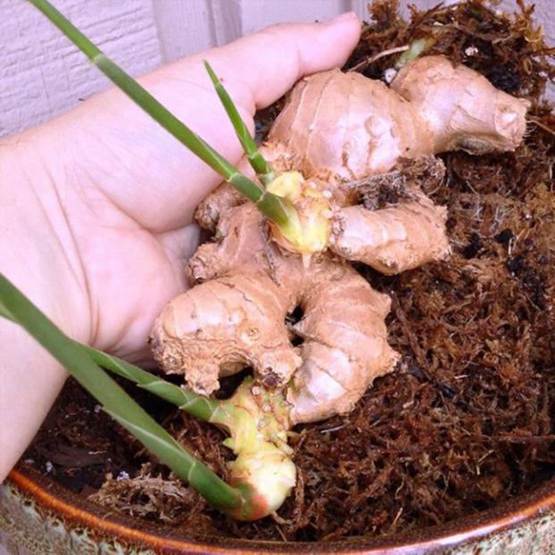 Cách trồng 5 loại cây gia vị hay dùng mà chẳng cần hạt giống, vừa tiết kiệm lại an toàn 16