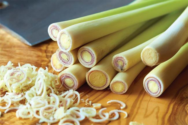 Cách trồng 5 loại cây gia vị hay dùng mà chẳng cần hạt giống, vừa tiết kiệm lại an toàn 4