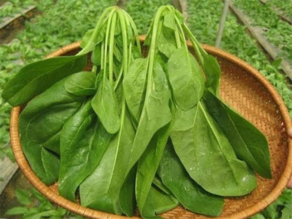 Cải bó xôi