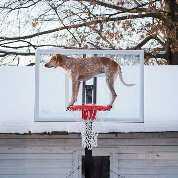   Một chú chó đang đứng thăng bằng trên rổ bóng  