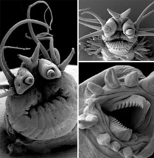   Ngoại hình kinh dị của một con sâu khi nhìn dưới kính hiển vi  