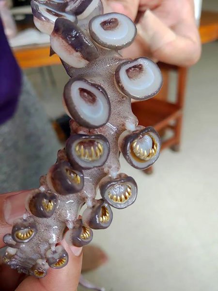   Hàm răng của mực ống trông thực sự đáng sợ  