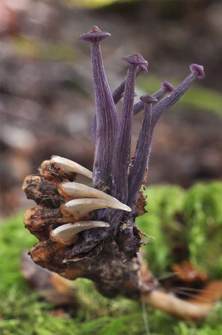   Một loại nấm với màu sắc kỳ lạ mọc lên từ xác chết của loài thú có túi ôpốt  