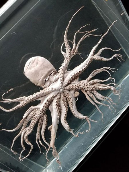   Các xúc tu của 1 con bạch tuộc bị biến đổi gen phân nhánh như 1 cái rễ cây  