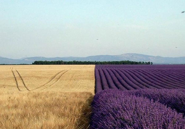   Ranh giới không một chút chạm giữa một cánh đồng lúa chín vàng với cánh đồng lavender tím ngắt  