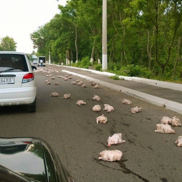   Ô kìa những chú gà, chắc người vận chuyển đang rất đau đầu đây  
