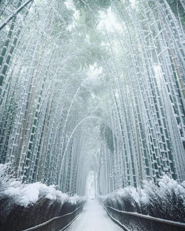   Một rừng tre ở Nhật Bản vào mùa đông  