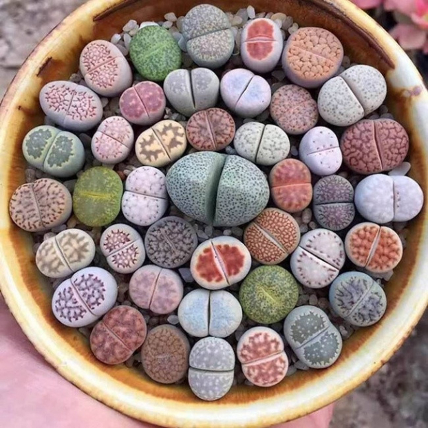  Cây trồng mà nhìn như những viên đá  