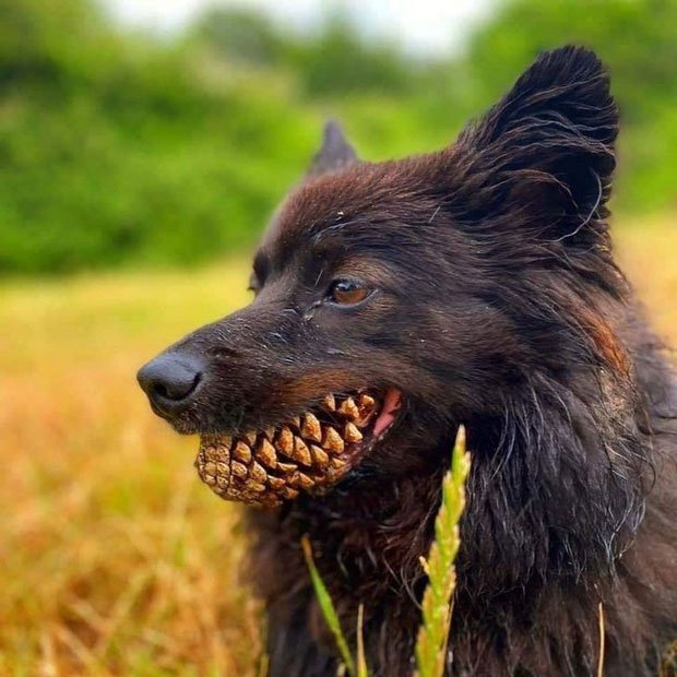   Chú chó này chỉ là đang gặm một quả thông trong miệng thôi chứ không phải răng bị sao đâu nhé  