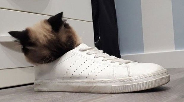  Làm thế nào con mèo này có thể chui vào trong chiếc giày được vậy  