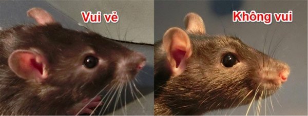   Nếu bị cù những con chuột thực sự sẽ cười. Điều đặc biệt là chuột không cười bằng miệng mà cười bằng tai. Khi vui vẻ, tai của chuột sẽ rủ xuống và thả lỏng, đồng thời ửng đỏ. Còn khi chúng không vui, tai chúng sẽ vểnh ra phía trước.  