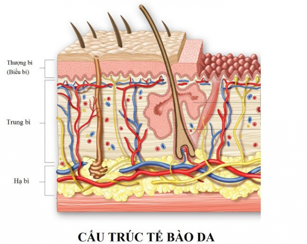   Trung bình, da đầu một người có khoảng 100.000 sợi tóc. Diện tích bề mặt của da người là 2m2. Mỗi phút, con người loại bỏ khoảng 50.000 tế bào da chết và trong suốt cuộc đời một người trung bình thải đi hơn 18kg da chết. Dây thần kinh dưới lớp da của mỗi người dài khoảng 72km. Cứ 2,5cm2 bề mặt da người lại chứa 6m mạch máu.  