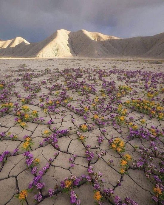   Lần hoa nở hiếm hoi giữa sa mạc Atacama khô cằn ở Chile, một trong những nơi khô cằn nhất thế giới. Sau một cơn mưa lớn một phần của sa mạc Atacama bỗng nhiên biến thành một 'tấm thảm hoa' đầy màu sắc.  