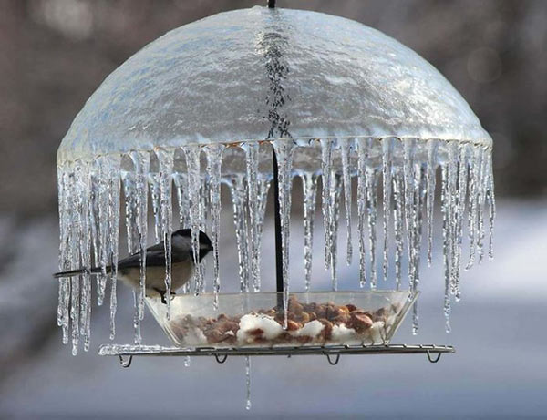   Chiếc ô làm từ băng tuyệt đẹp che chắn cho chú chim.  