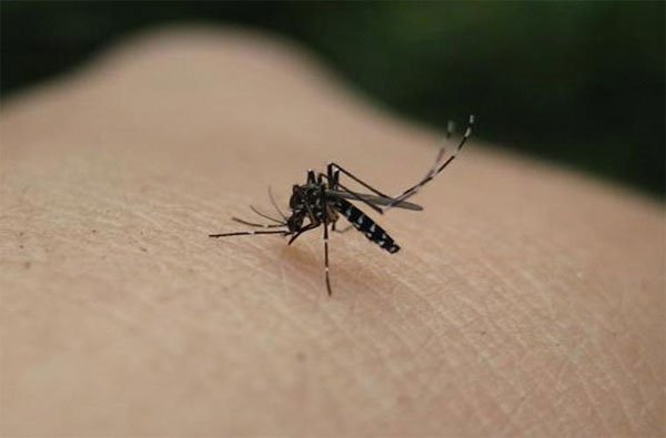 7 sự thật thú vị của cơ thể con người: Xương cứng hơn thép, muỗi thích nhóm máu O 1