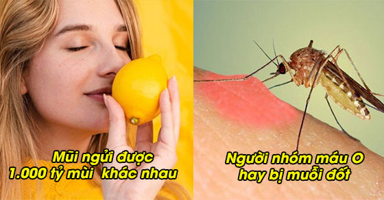   7 bí mật thú vị của cơ thể con người: Xương cứng hơn thép, muỗi thích nhóm máu O  