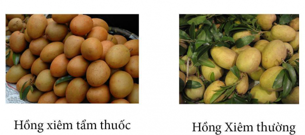 20 cách phân biệt thực phẩm Trung Quốc và Việt Nam, biết để bảo vệ sức khỏe cả gia đình 11