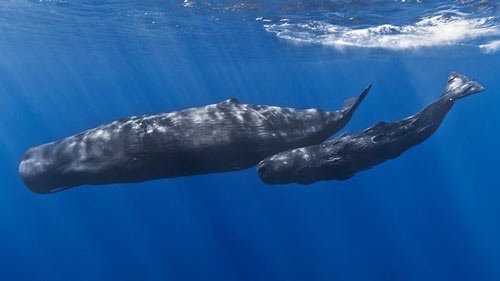   Cá voi sát thủ có thời gian mang thai khoảng 17 tháng, dài nhất trong số những con cá heo (khoảng 17 tháng). Còn thời gian mang thai của cá nhà táng là 19 tháng.  