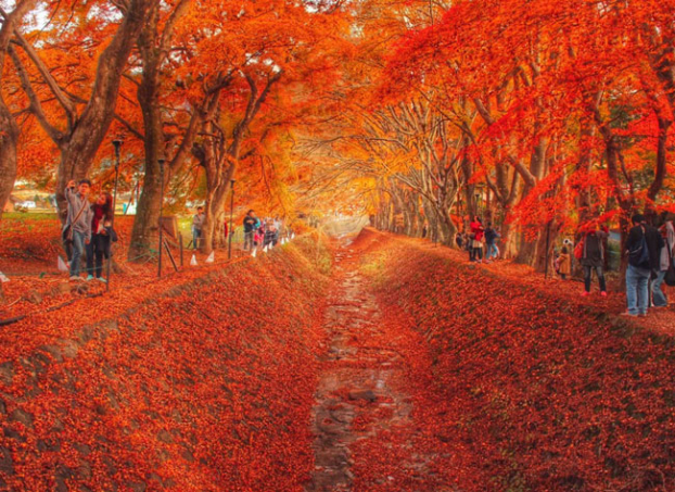   Khi sang thu, đường cây phong ở Yamanashi, Nhật Bản lại chuyển sang màu đỏ rực rỡ khiến bất kỳ ai cũng phải ngỡ ngàng. Đến đây, du khách còn có thể chiêm ngưỡng núi Phú Sĩ.  