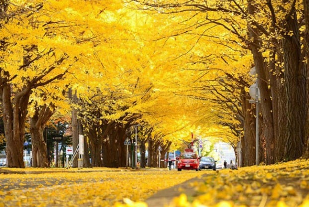   Công viên Meiji Jingu Gaien, ở Tokyo, Nhât Bản là nơi sở hữu đường cây ngân hạnh đẹp nổi tiếng. Vào mua thu, toàn bộ lá của hàng cây này chuyển sang sắc vàng óng ả sáng rực cả bầu trời khiến bất kỳ du khách nào cũng phải trầm trồ.  