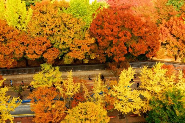   Nếu có dịp ghé thăm Hàn Quốc vào mùa thu, bạn không nên bỏ qua con đường kéo dài từ Deoksu đến nhà hát Jeongdong trong cung điện Deoksugung ở Seoul. Hàng cây 2 bên đường được “nhuộm” vàng tạo nên khung cảnh đầy thơ mộng.  