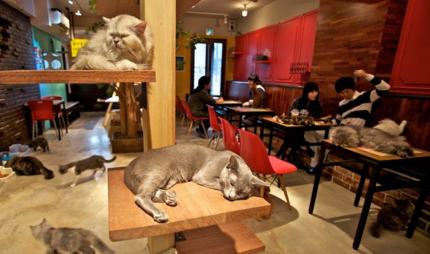   Những quán cà phê cho người yêu Mèo rất phổ biến tại Nhật Bản  
