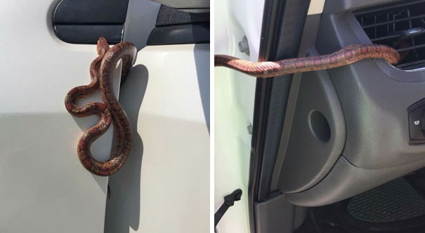   Đang lái xe thì chợt nhìn thấy con rắn này ngoe nguẩy bên trong xe, may mà không gây ra tai nạn.  