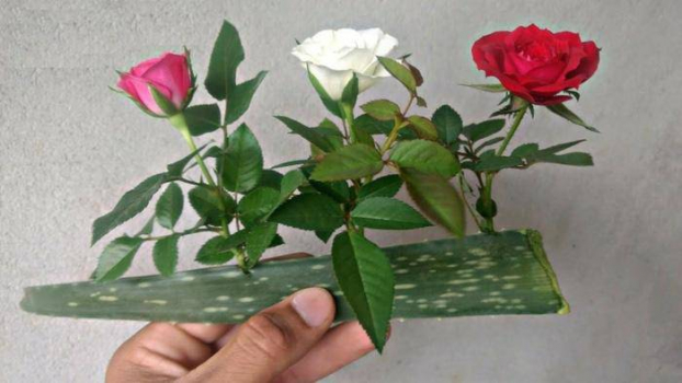 Cách trồng hoa hồng bằng lá nha đam, cây lớn nhanh, hoa nở rực rỡ tha hồ ngắm 3