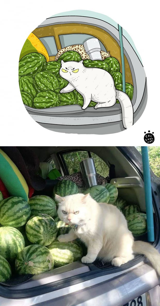 30 bức tranh minh họa lại những chú mèo hài hước và nổi tiếng nhất trên mạng xã hội 0