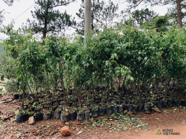 Ca sĩ Hà Anh Tuấn trồng gần 2.000 cây rừng để giúp chống lũ 3