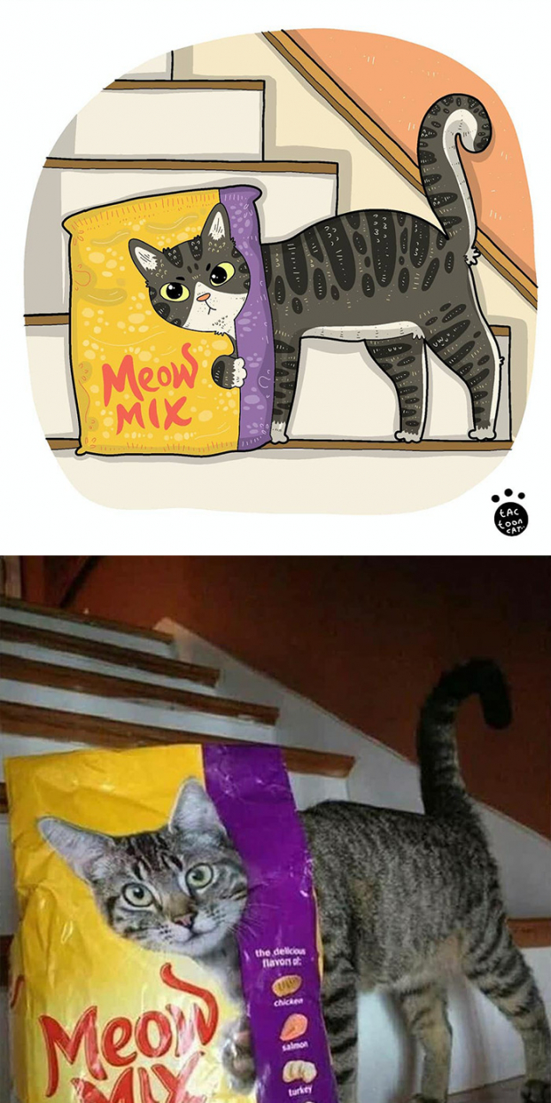 30 bức tranh minh họa lại những chú mèo hài hước và nổi tiếng nhất trên mạng xã hội 26