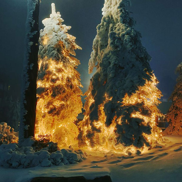   Những cây thông đã trang trí đèn sau đó lại có một lớp tuyết dày đặc phủ lên trông như một vụ phóng tên lửa  