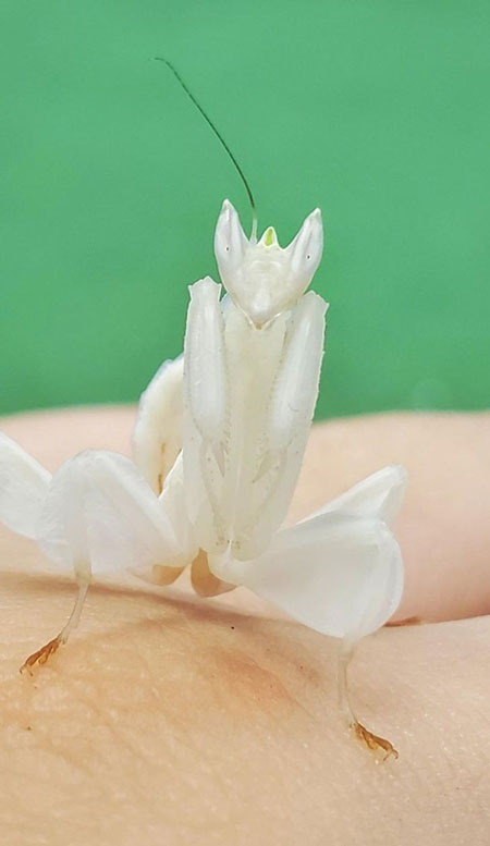   Con bọ ngựa phong lan trắng có vẻ bề ngoài và cả hành vi giống hệt như cánh hoa phong lan.  
