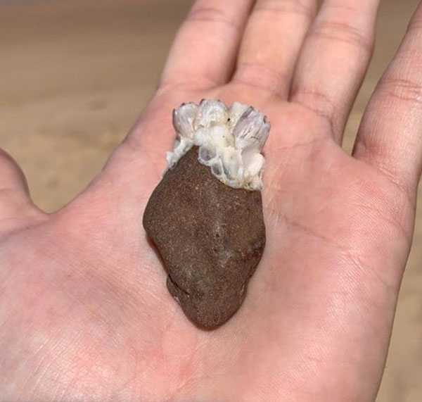   Hòn đá có san hô dính ở phía trên có hình dạng trông giống như trái tim người.  