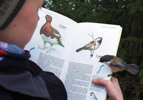   Con chim đã đậu ở đây khi tôi đang nhìn hình ảnh của chính nó trong quyển sách  
