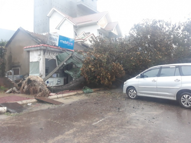   Gió giật mạnh khiến cây xanh bật gốc, nhà cửa hư hại.  